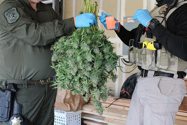 Cannabis and Law Enforcement